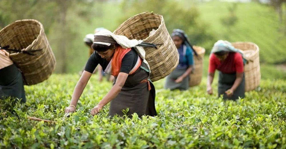 Tea Gardens